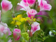 Blommor1